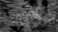 FROG SPAWN by Neil Partridge