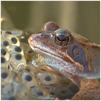 FROG & SPAWN by Kevin Marples