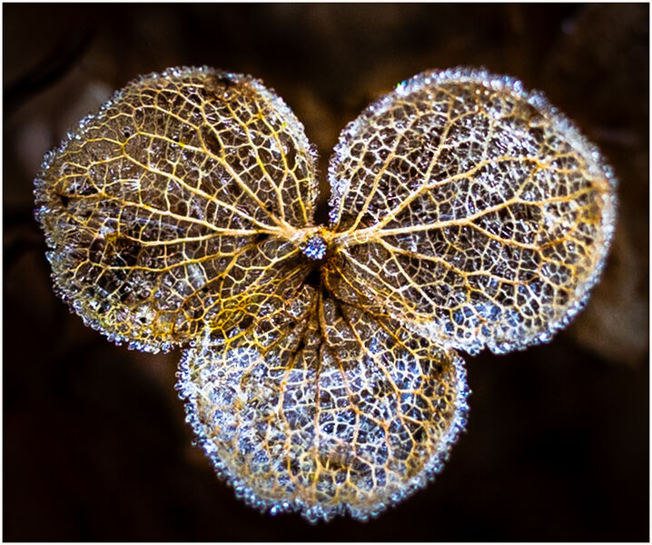 FROSTY HYDRANGEA by David Harrison