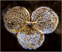 FROSTY HYDRANGEA by David Harrison
