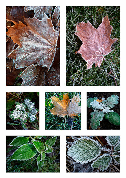 FROSTY LEAVES by Malcolm Sargent