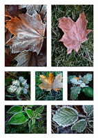 FROSTY LEAVES by Malcolm Sargent
