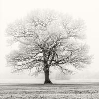FROST AND MIST by Mike Arblaster