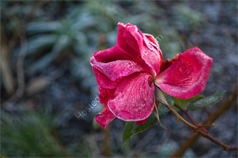 FROST by Malcolm Sargent