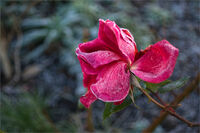 FROST by Malcolm Sargent