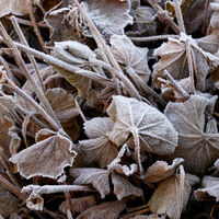 FROST by Peter Dishart