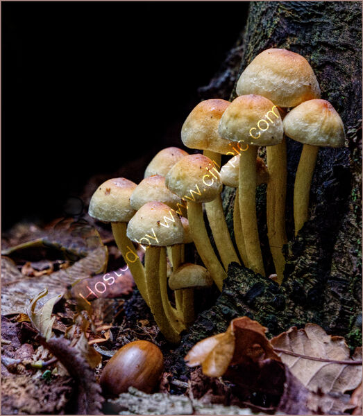 FUNGAL FOREST by Phil Robinson