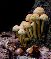 FUNGAL FOREST by Phil Robinson