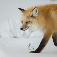 FOX ON THE PROWL