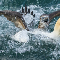 GANNETS FIGHTING OVER THE CATCH by Christine Maughan