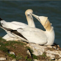 GANNETS KISSING by Derick Tuplin