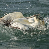 GANNETS by Christine Maughan