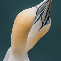 GANNET COURTSHIP by Neil Partridge