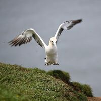 GANNET TAKING-OFF! BEMPTON CLIFFS by Sue Hubbard