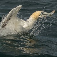 GANNET WITH CATCH by Christine Maughan