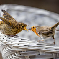 GARDEN RESIDENTS by Neil Partridge