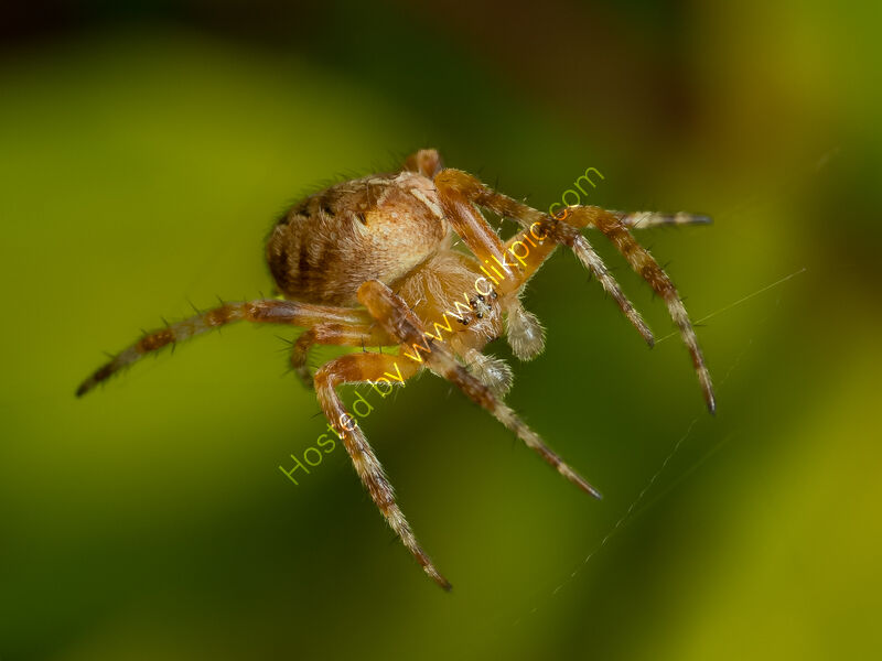 GARDEN SPIDER ON ITS WEB by Chris Jackson