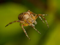 GARDEN SPIDER ON ITS WEB by Chris Jackson