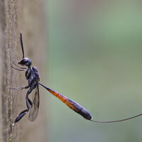 GASTERUPTION JACULATOR WASP by Christine Maughan