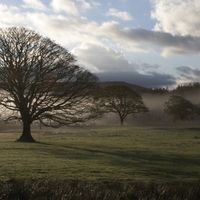GHOSTLY TREES by Otto Chilton