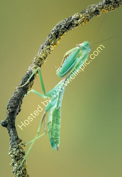 GIANT ASIAN MANTIS by Gillian Foulds