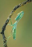 GIANT ASIAN MANTIS by Gillian Foulds