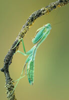 GIANT ASIAN MANTIS by Gillian Foulds