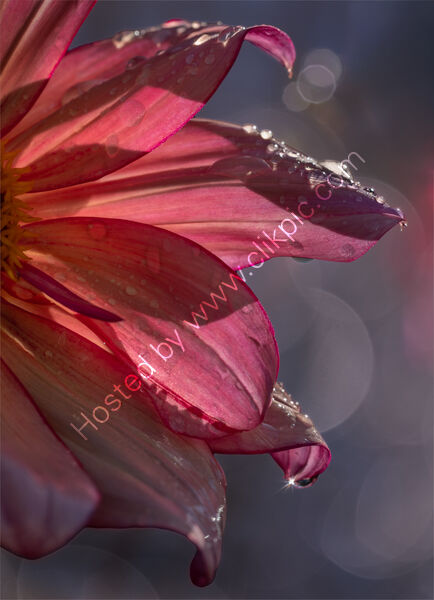 GLISTENING IN THE LIGHT by Christine Maughan