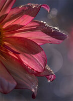 GLISTENING IN THE LIGHT by Christine Maughan