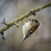 GOLDCREST by Christine Maughan