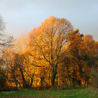GOLDEN DAY OF WINTER