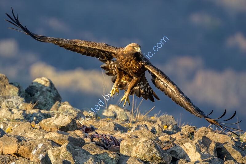 GOLDEN EAGLE by Richard Bower