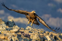 GOLDEN EAGLE by Richard Bower