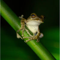 GOLDEN EYED LEAF FROG by Derrick Tuplin