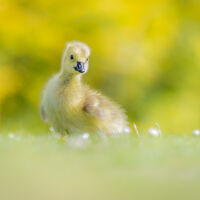 GOLDEN GOSLING by Neil Partridge