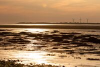 GOLDEN LIGHT by Ian Humphries