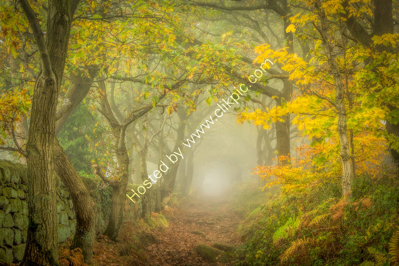 GOLDEN WALKWAY, THE CHEVIN by Ashley Franklin