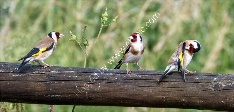 GOLDFINCH TAKES LUNCH by Chris Nightingale
