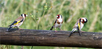 GOLDFINCH TAKES LUNCH by Chris Nightingale