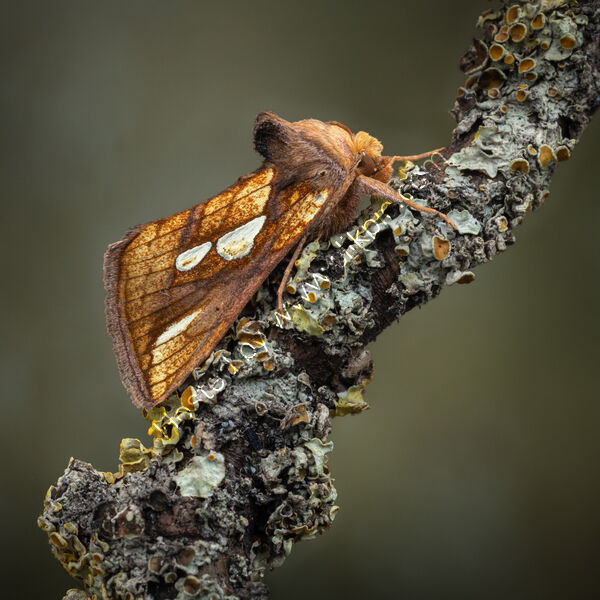 GOLD SPOT MOTH by Christine Maughan