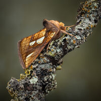 GOLD SPOT MOTH by Christine Maughan