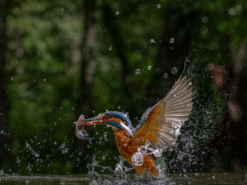 GOT ONE by Chris Jackson