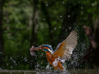 GOT ONE by Chris Jackson