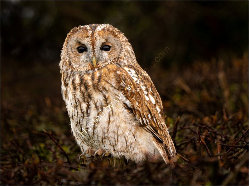 GOT YOU SPOTTED by Kevin Marriott