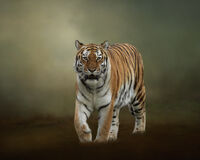 GRACE IN THE SHADOWS by Michelle Jackson
