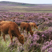 GRAZING IN HEATHER by Gillian Foulds