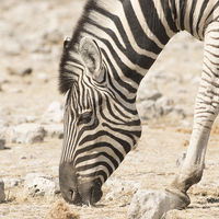 GRAZING ZEBRA by Malcolm Neal
