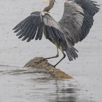 GREAT BLUE HERON by Christine Maughan