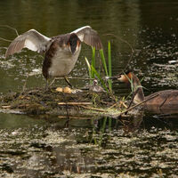 GREAT CRESTED GREBES AND CHICK by Stanley J Annable