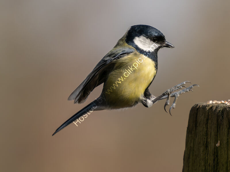 GREAT TIT LANDING by Chris Jackson